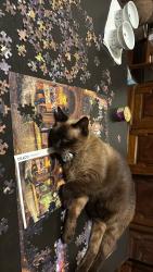 Lost Male Cat last seen Neighborhood , Houston, TX 77043