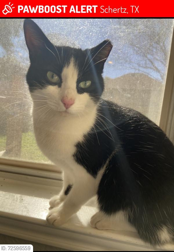 Lost Female Cat last seen Forest Ridge Parkway, Schertz, TX 78154