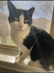 Lost Female Cat last seen Forest Ridge Parkway, Schertz, TX 78154