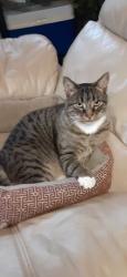 Lost Male Cat last seen Abbey Place neighborhood near Maple Ave. and Adair Ave., Zanesville, OH 43701