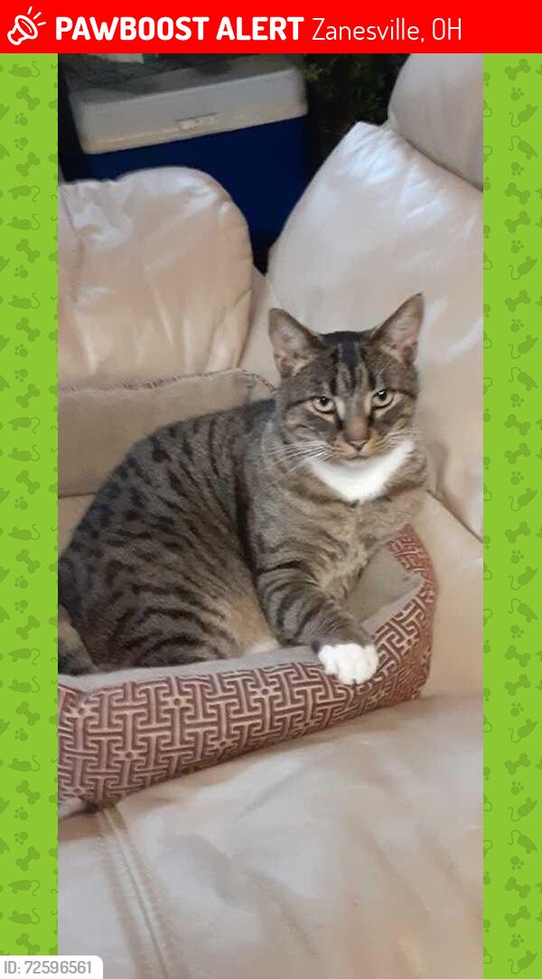 Lost Male Cat last seen Abbey Place neighborhood near Maple Ave. and Adair Ave., Zanesville, OH 43701