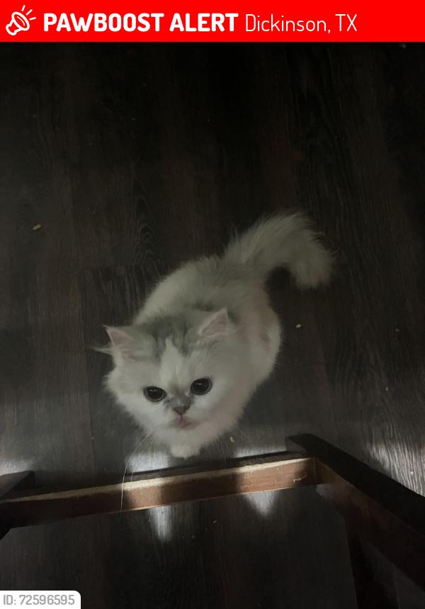 Lost Female Cat last seen avenue B , Dickinson, TX 77539