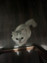Lost Female Cat last seen avenue B , Dickinson, TX 77539