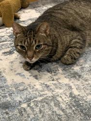 Lost Male Cat last seen Rt 30 down from Gettys Harley toward york, Gettysburg, PA 17325