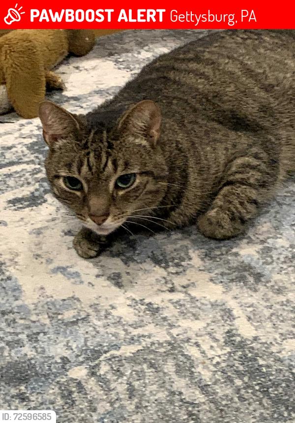Lost Male Cat last seen Rt 30 down from Gettys Harley toward york, Gettysburg, PA 17325