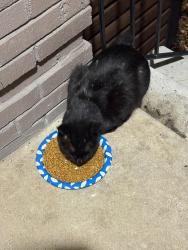 Found/Stray Male Cat last seen Dale Forest apmts , Dale City, VA 22193