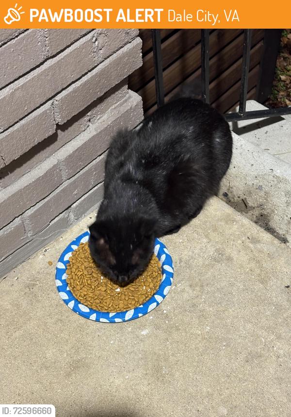 Found/Stray Male Cat last seen Dale Forest apmts , Dale City, VA 22193