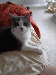 Lost Male Cat last seen Airport Blvd , Sanford, FL 32773