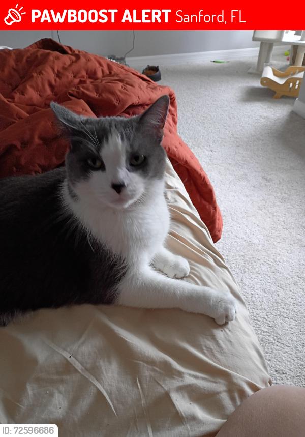 Lost Male Cat last seen Airport Blvd , Sanford, FL 32773