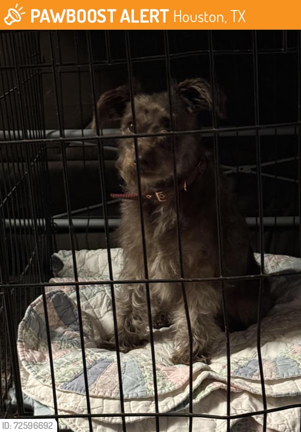 Found/Stray Female Dog last seen Antoine, Houston, TX 77091
