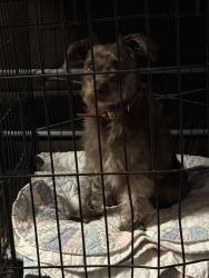Found/Stray Female Dog last seen Antoine, Houston, TX 77091