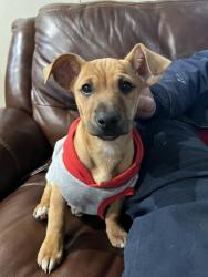 Lost Male Dog last seen Raceway in Pinson off Pinson Valley Parkway, Pinson, AL 35126