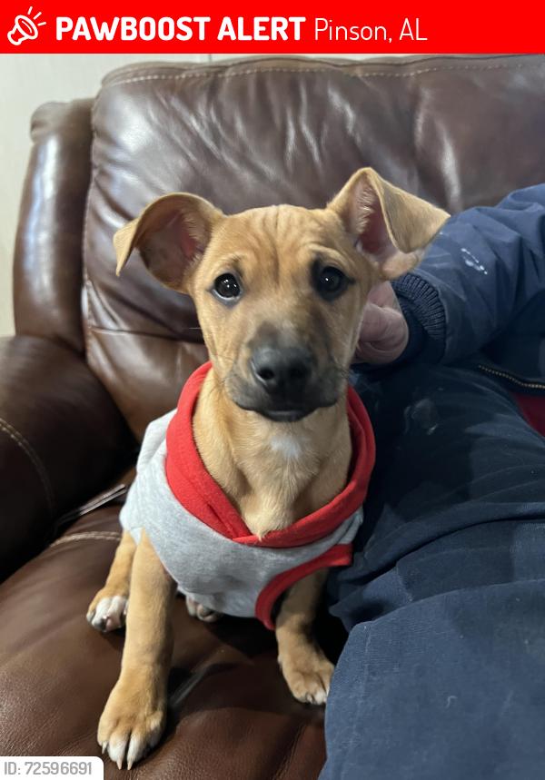 Lost Male Dog last seen Raceway in Pinson off Pinson Valley Parkway, Pinson, AL 35126