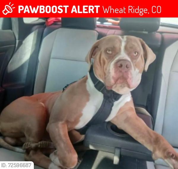 Lost Male Dog last seen Over by more street a friend said he was taken from his hse, Wheat Ridge, CO 80033