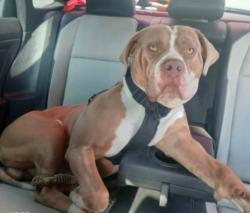 Lost Male Dog last seen Over by more street a friend said he was taken from his hse, Wheat Ridge, CO 80033