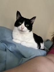 Lost Female Cat last seen Neighborhood next to the highschool, Pilot Point, TX 76258