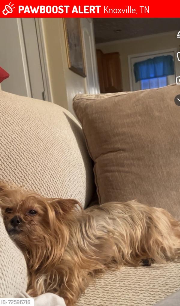Lost Female Dog last seen S Elmwood St and Selma Ave, Knoxville, TN 37914