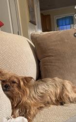Lost Female Dog last seen S Elmwood St and Selma Ave, Knoxville, TN 37914