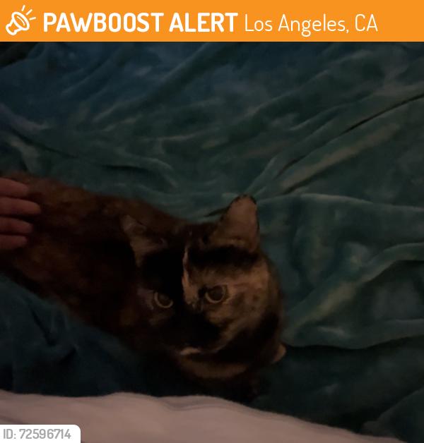 Found/Stray Female Cat last seen Vallarta North Hills, Los Angeles, CA 91343