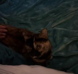 Found/Stray Female Cat last seen Vallarta North Hills, Los Angeles, CA 91343