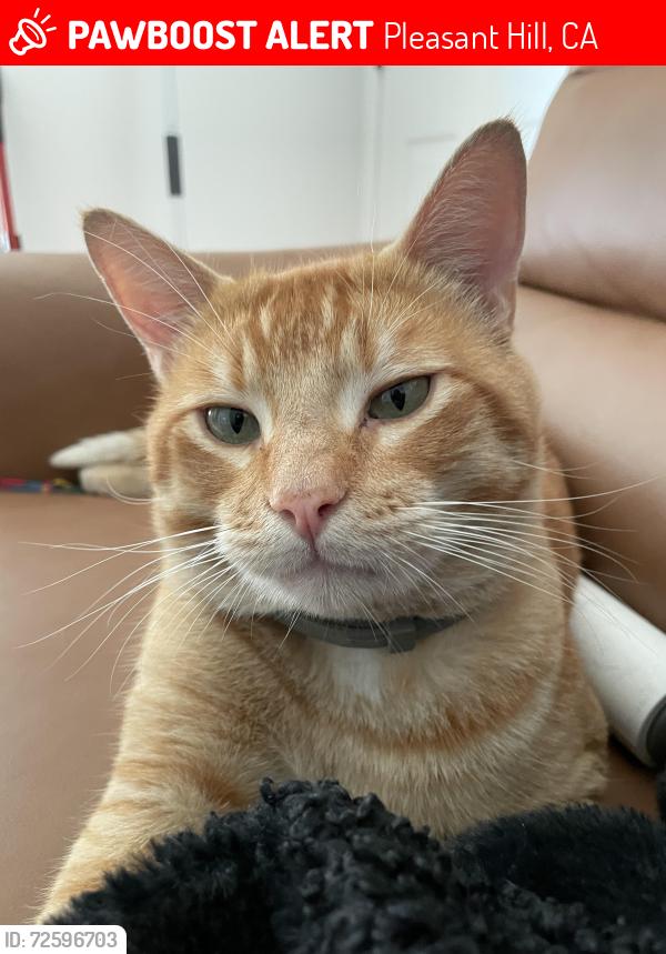 Lost Male Cat last seen Cottonwood Dr and contra costa blvd, Pleasant Hill, CA 94523