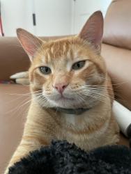 Lost Male Cat last seen Cottonwood Dr and contra costa blvd, Pleasant Hill, CA 94523