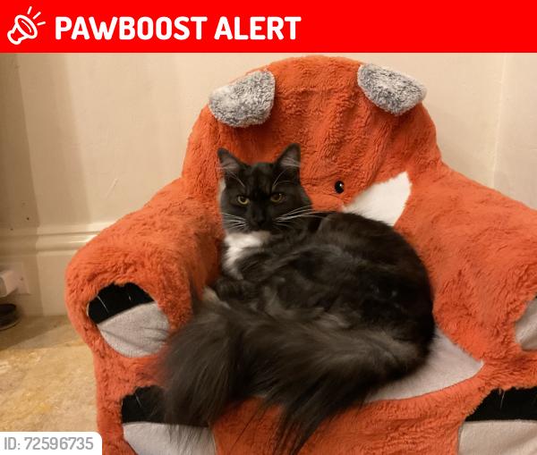 Lost Female Cat last seen Lee county posse arena, Howard Rd, Lee Civic Center, North Fort Myers, FL 33917