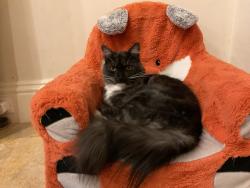 Lost Female Cat last seen Lee county posse arena, Howard Rd, Lee Civic Center, North Fort Myers, FL 33917