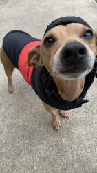Lost Male Dog last seen Near pensive dr, Converse, TX 78109