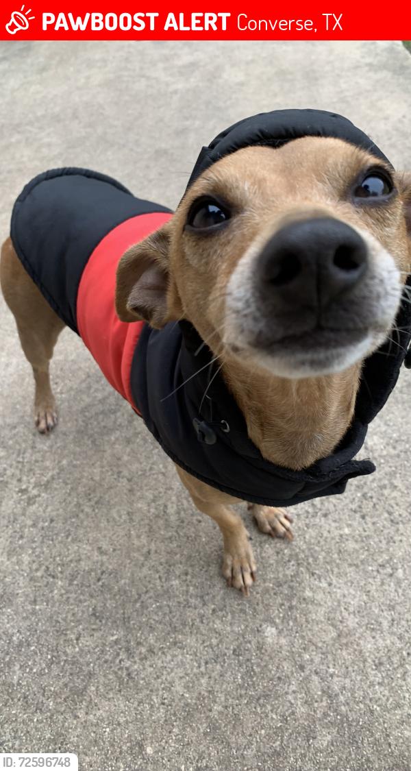 Lost Male Dog last seen Near pensive dr, Converse, TX 78109