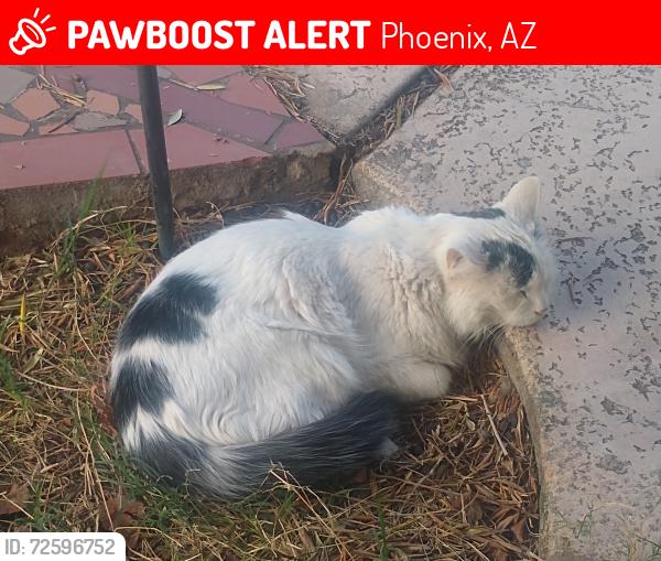 Lost Male Cat last seen 37th Place between Palm Lane and Coronado Rd Phoenix, AZ 85008, Phoenix, AZ 85008