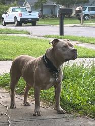 Lost Female Dog last seen Sharon road Waycross Hamilton winton road , Cincinnati, OH 45231