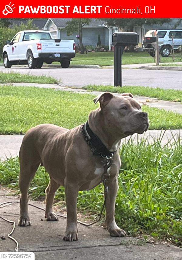 Lost Female Dog last seen Sharon road Waycross Hamilton winton road , Cincinnati, OH 45231