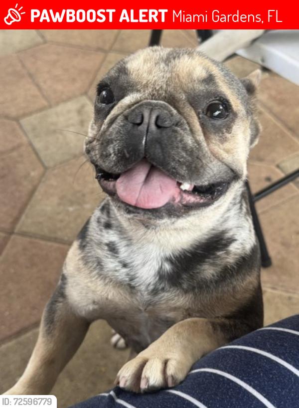 Lost Female Dog last seen Miami Gardens by my ., Miami Gardens, FL 33055