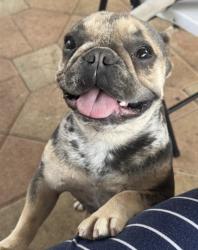 Lost Female Dog last seen Miami Gardens by my ., Miami Gardens, FL 33055