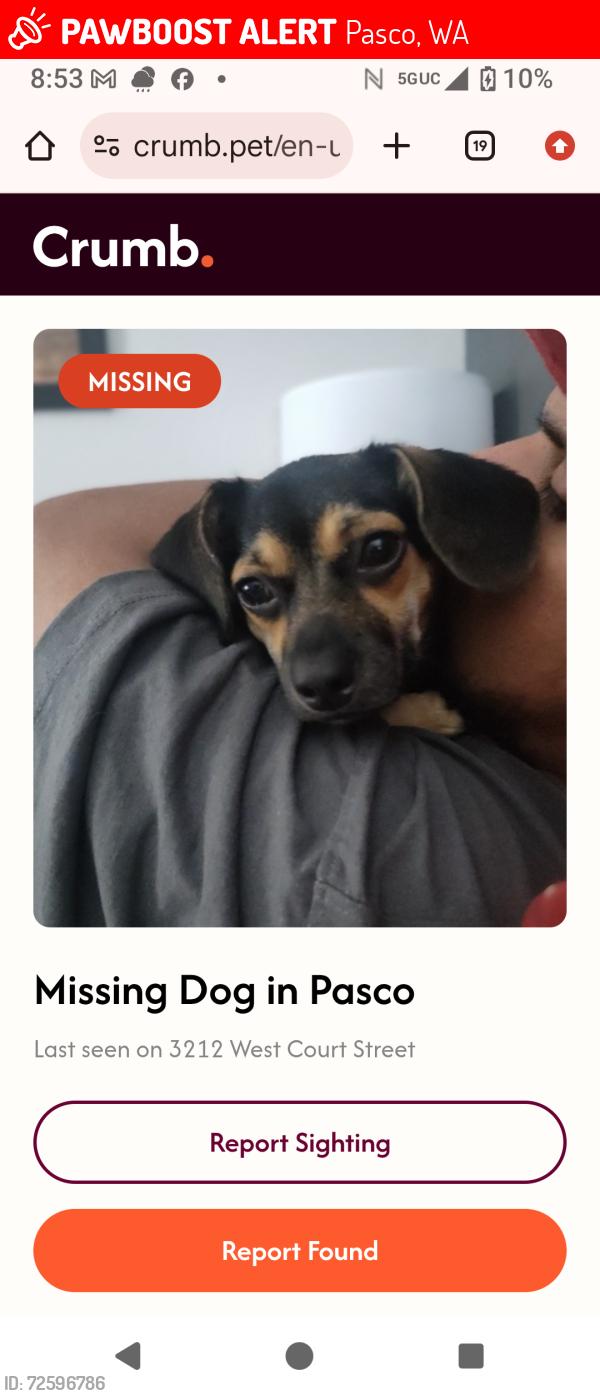 Lost Female Dog last seen Court Street, Pasco, WA 99301