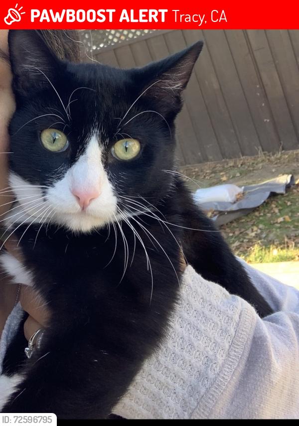 Lost Male Cat last seen Grant line, Tracy, CA 95376