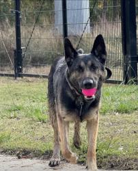 Lost Male Dog last seen Endor st, Houston, TX 77012