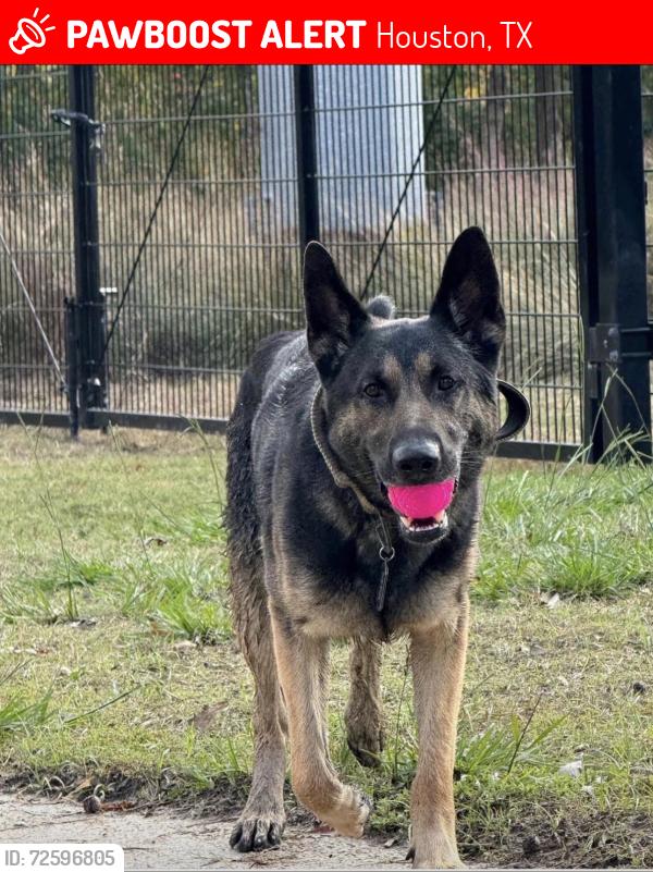 Lost Male Dog last seen Endor st, Houston, TX 77012