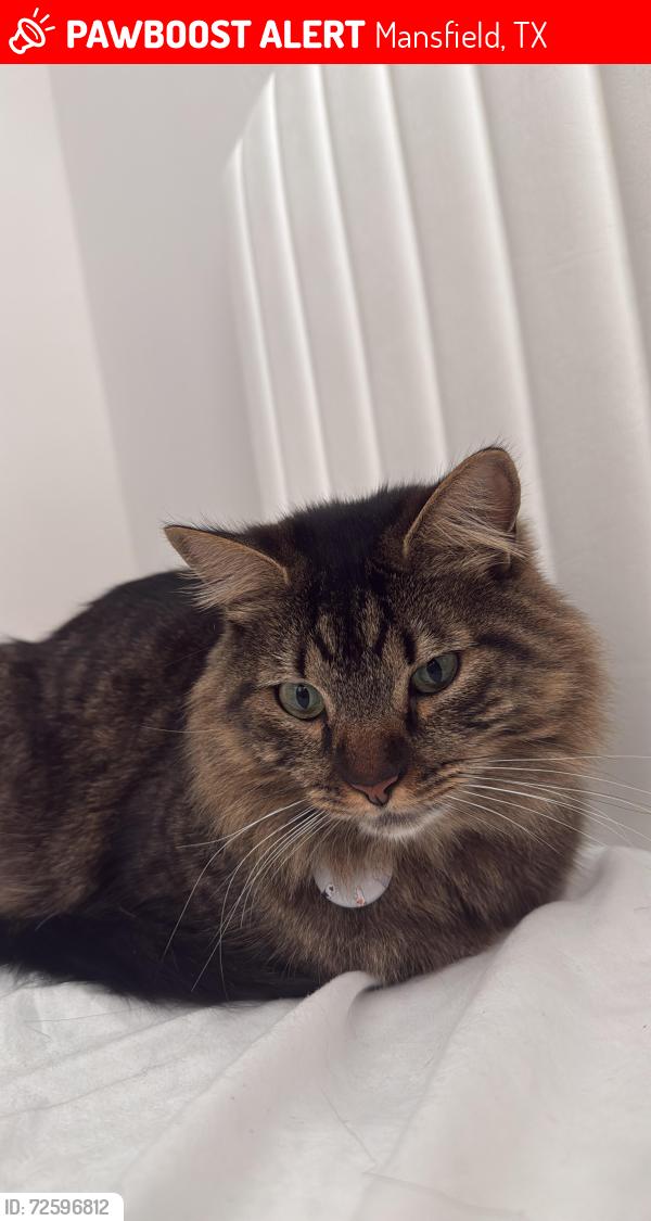 Lost Male Cat last seen The audrey, Mansfield, TX 76063
