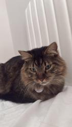 Lost Male Cat last seen The audrey, Mansfield, TX 76063