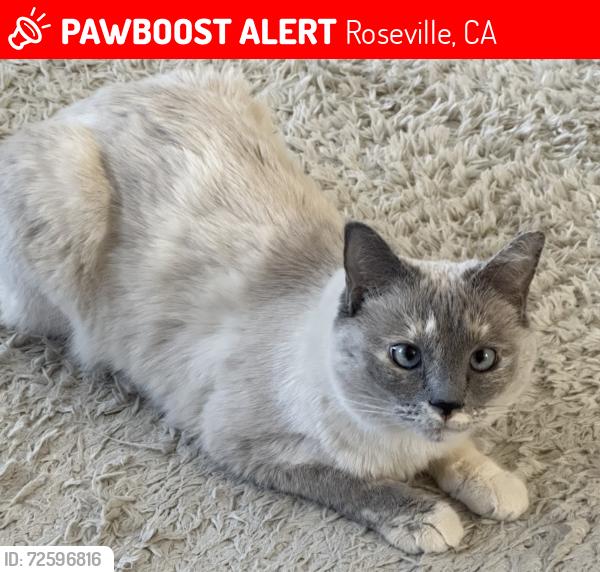 Lost Female Cat last seen Goose Meadows Way, Sun City Roseville , Roseville, CA 95747