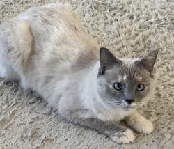 Lost Female Cat last seen Goose Meadows Way, Sun City Roseville , Roseville, CA 95747