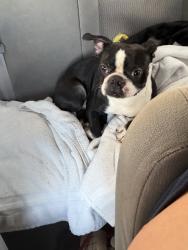 Lost Male Dog last seen clay st , oren brown park, Kissimmee, FL 34741