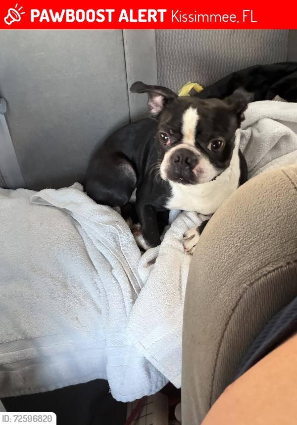 Lost Male Dog last seen clay st , oren brown park, Kissimmee, FL 34741