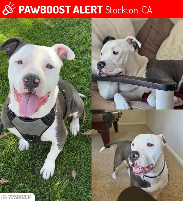 Lost Male Dog last seen Chevron on n.wilson and e.mcallen , Stockton, CA 95205
