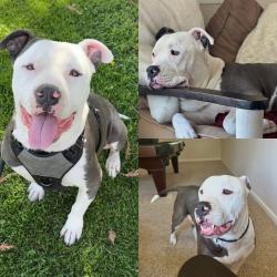Lost Male Dog last seen Chevron on n.wilson and e.mcallen , Stockton, CA 95205