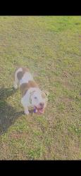 Lost Female Dog last seen Anderson and wooten park drive, Austin, TX 78757