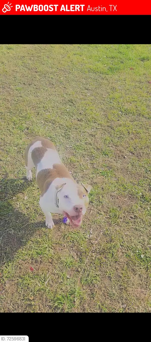 Lost Female Dog last seen Anderson and wooten park drive, Austin, TX 78757