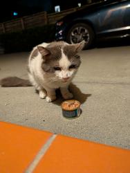 Found/Stray Unknown Cat last seen 5th and channing, Berkeley, CA 94710